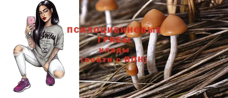 Галлюциногенные грибы Psilocybine cubensis  Клинцы 